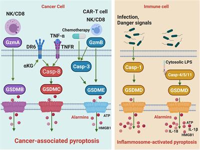 Cancer-associated pyroptosis: A new license to kill tumor